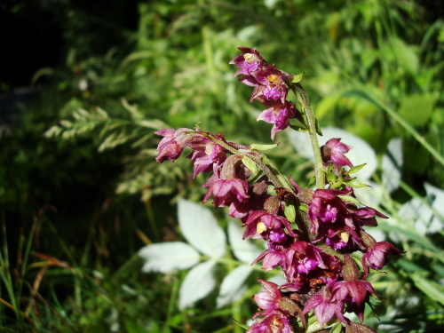 Epipactis atrorubens a 3 spighe