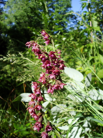 Epipactis atrorubens a 3 spighe