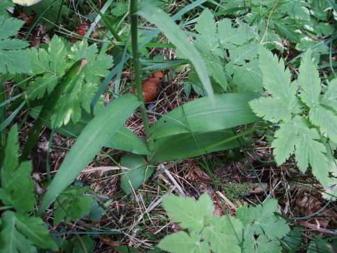 Dactylorhiza croata (fuchsii?)