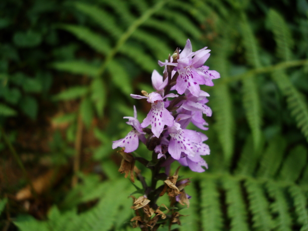 Dactylorhiza croata (fuchsii?)