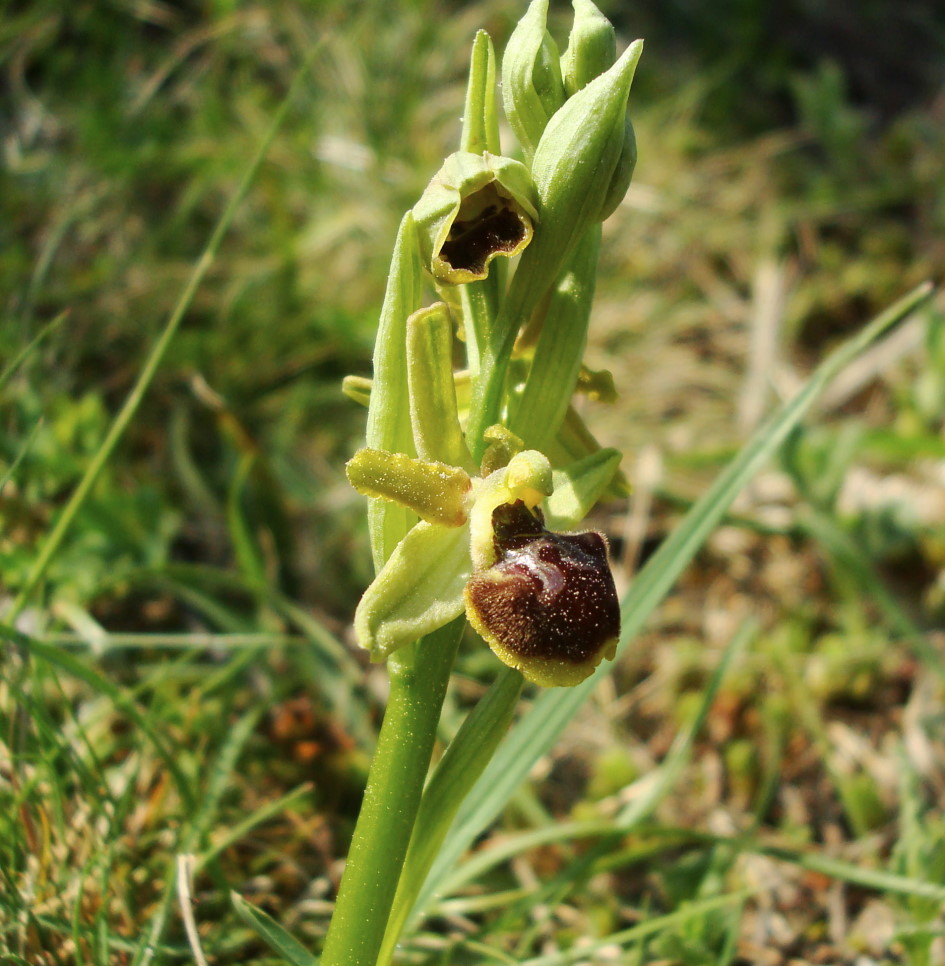 Pasqua in Istria: scorpacciata (fotografica) di orchidee!