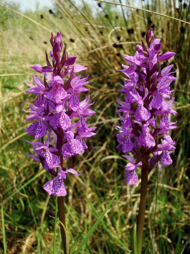 Dactylorhiza traunsteineri