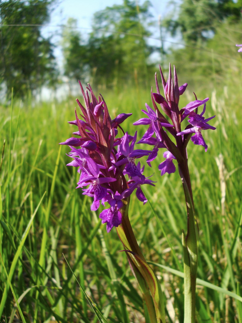 Dactylorhiza traunsteineri