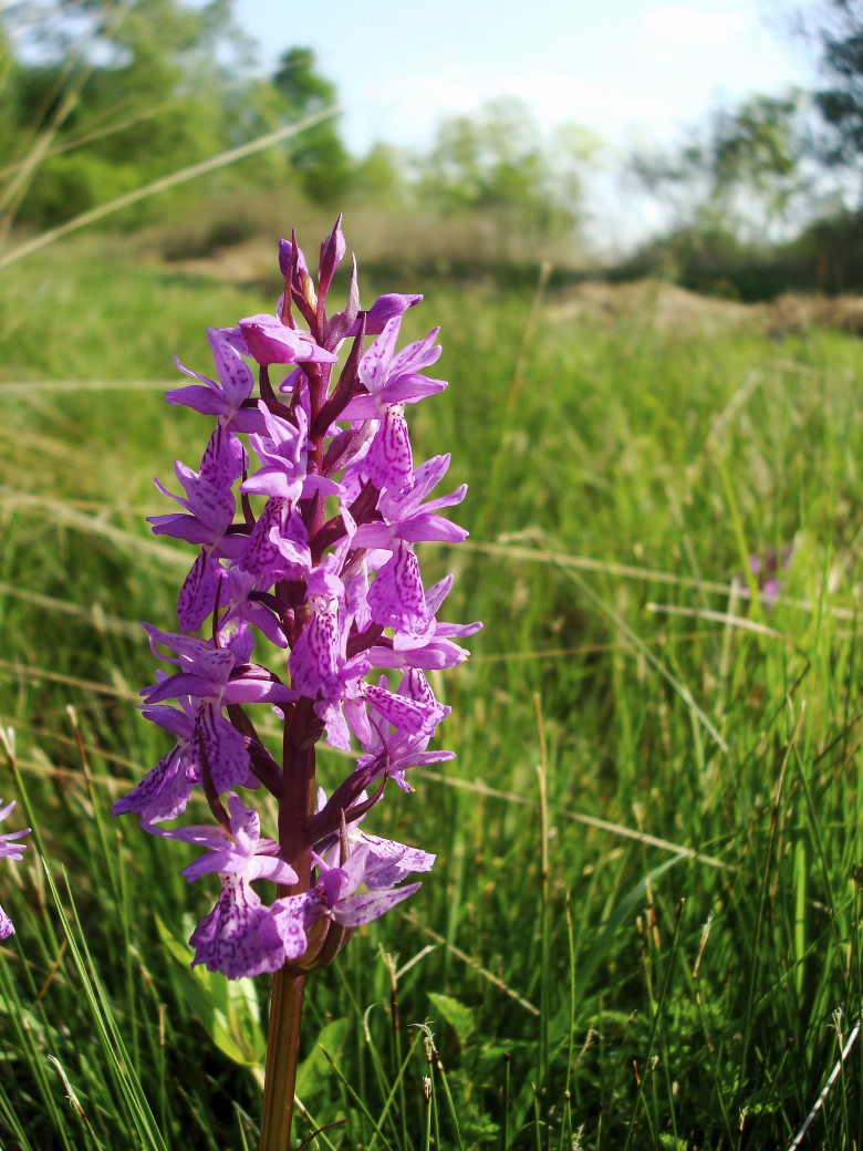 Dactylorhiza traunsteineri