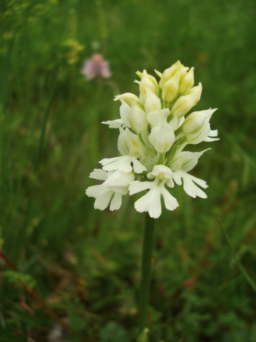 Orchis tridentata albina