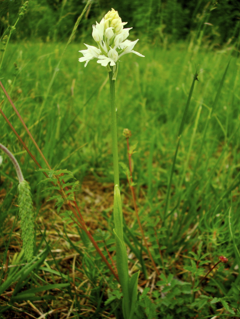 Orchis tridentata albina