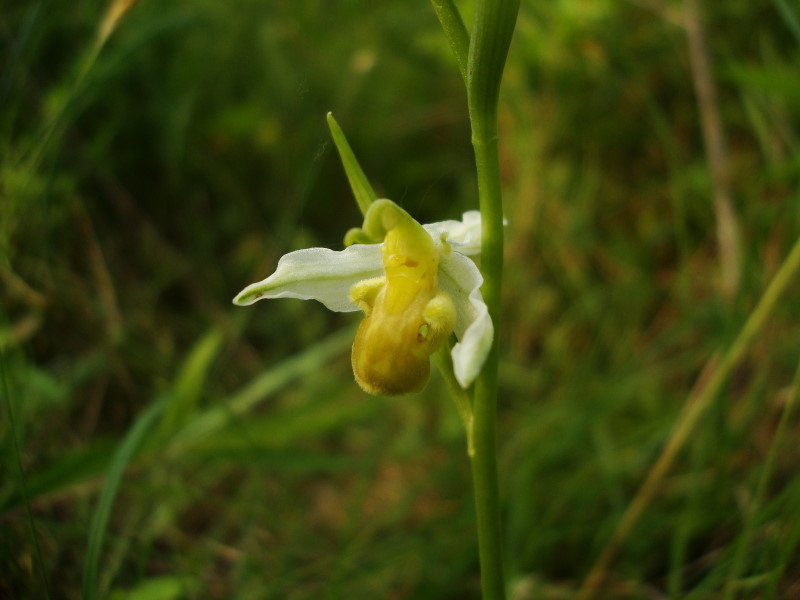 Ophrys apifera var. chlorantha