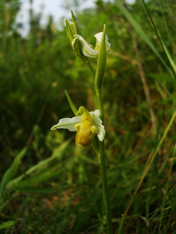 Ophrys apifera var. chlorantha