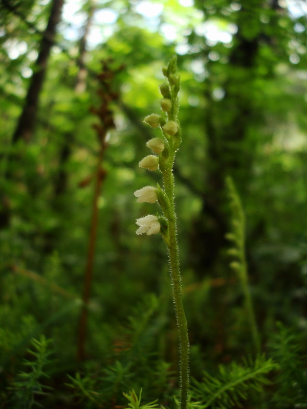 Goodyera repens