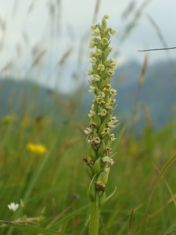 Pseudorchis albida