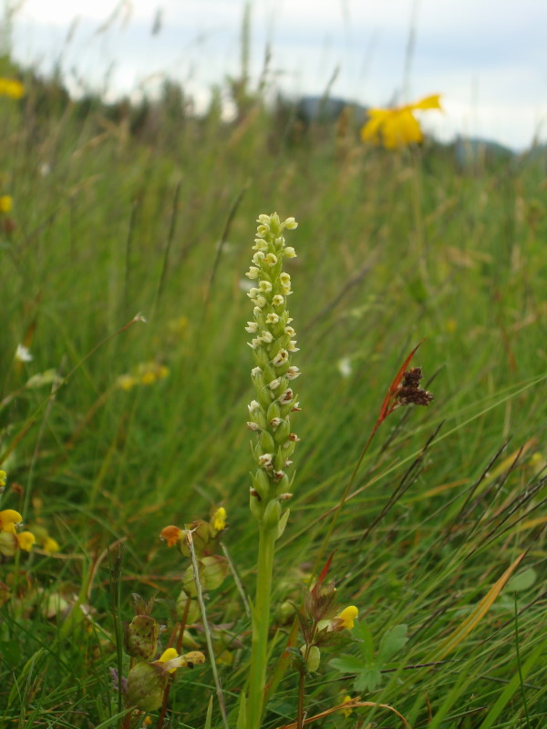 Pseudorchis albida