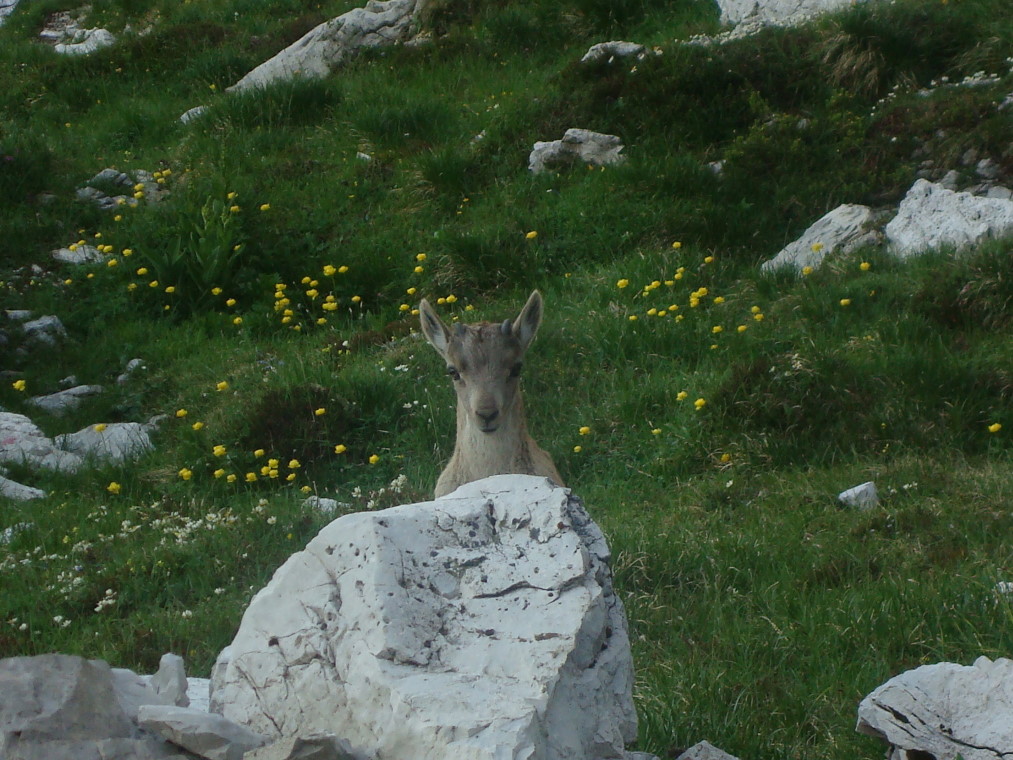 Traversata biv. Greselin - Casera Laghet de Sora