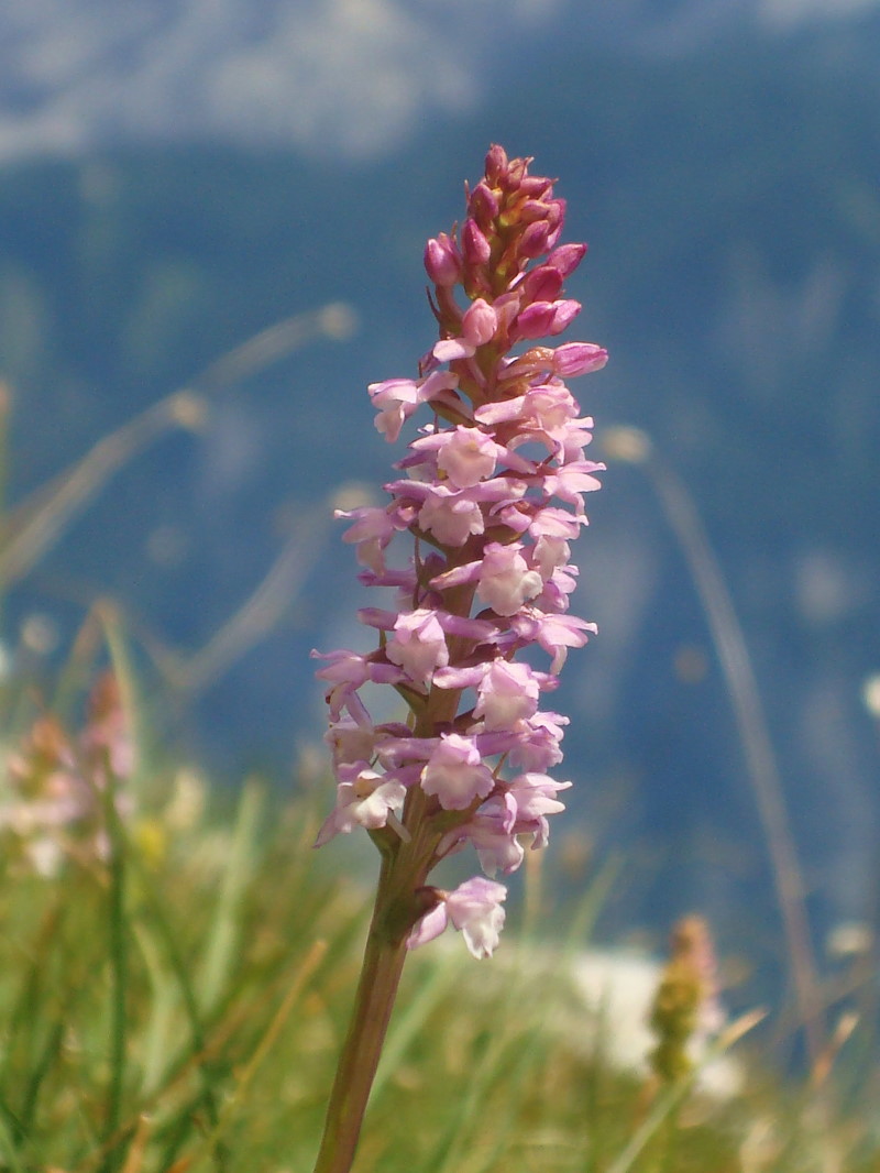 Traversata biv. Greselin - Casera Laghet de Sora