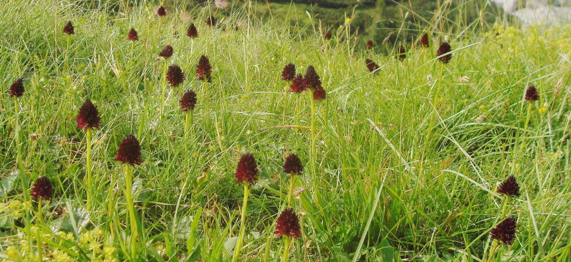 Traversata biv. Greselin - Casera Laghet de Sora