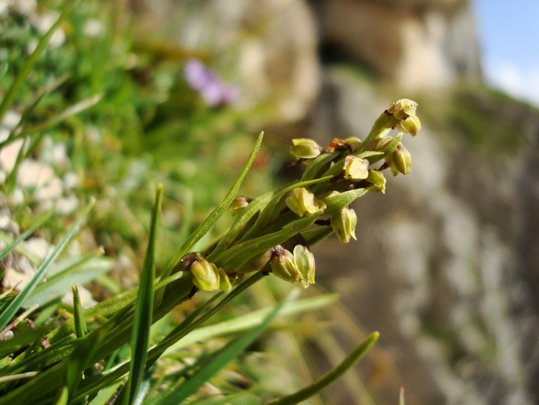 Chamorchis alpina