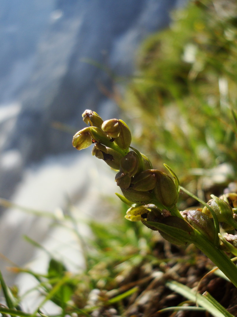 Chamorchis alpina