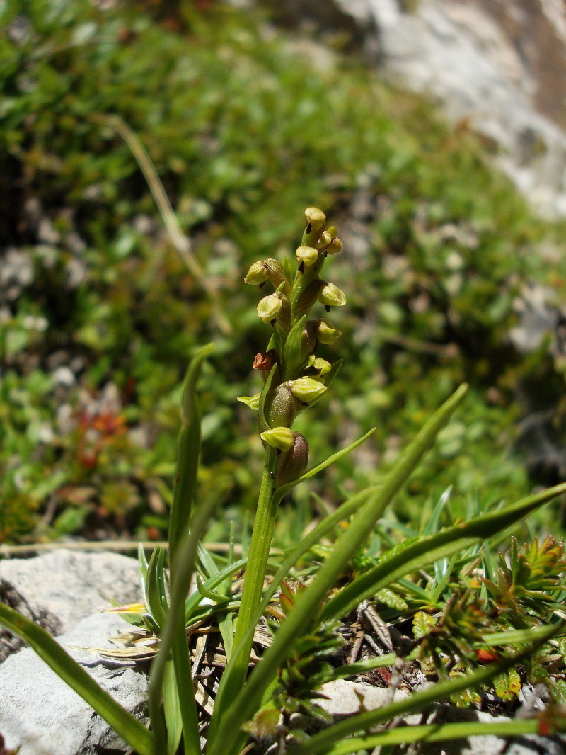 Chamorchis alpina