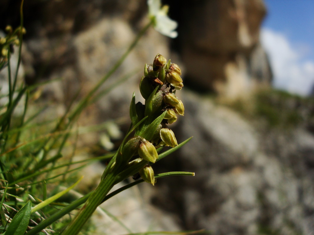 Chamorchis alpina