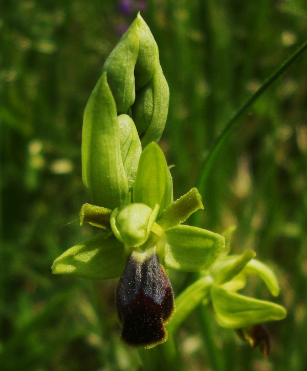 Ophrys fusca subsp. funerea??