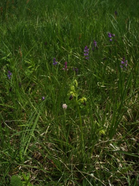 Ophrys fusca subsp. funerea??