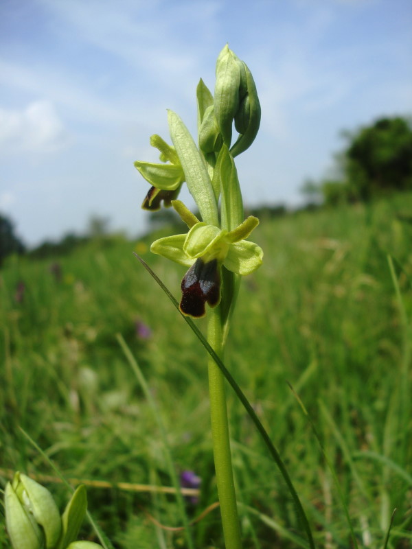 Ophrys fusca subsp. funerea??