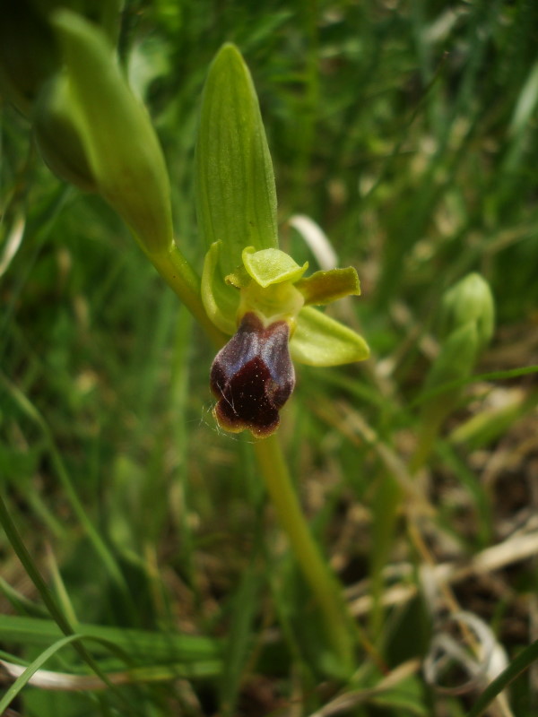 Ophrys fusca subsp. funerea??