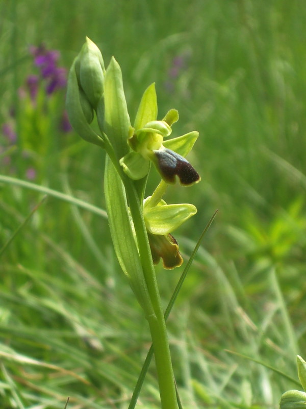 Ophrys fusca subsp. funerea??