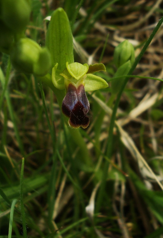 Ophrys fusca subsp. funerea??
