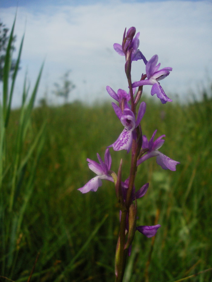 Anacamptis palustris