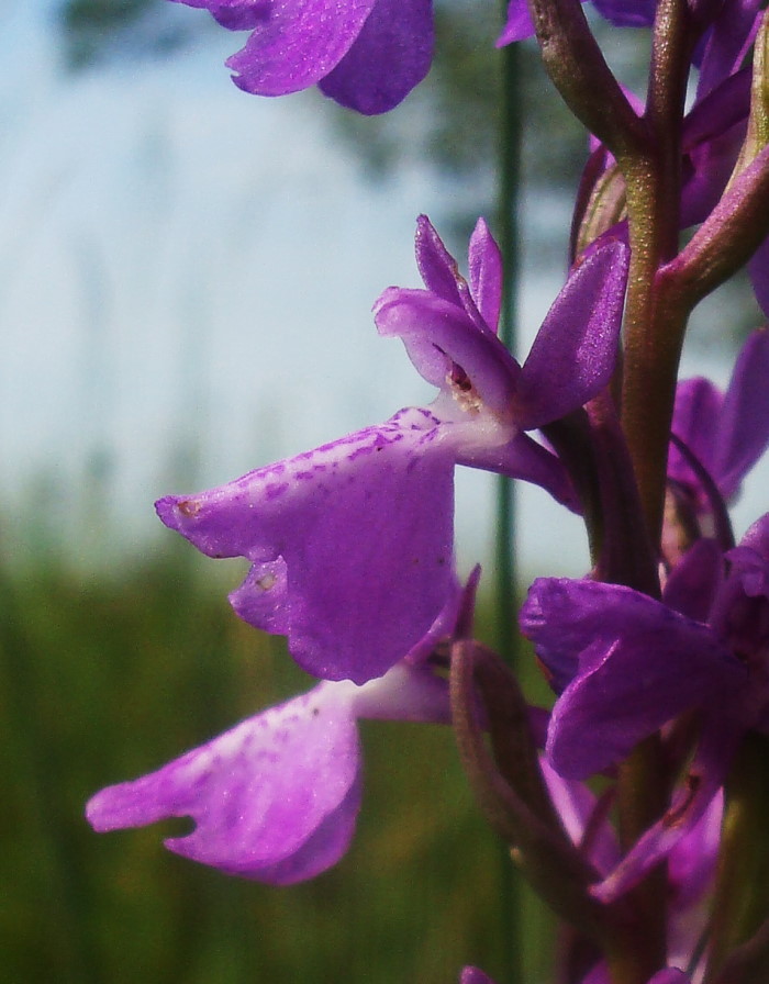 Anacamptis palustris