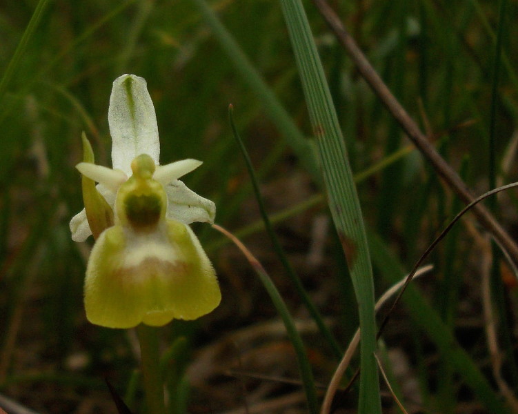 Ophrys holosericea subsp. holosericea (Apocromia)