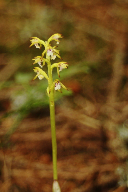 Corallorhiza trifida