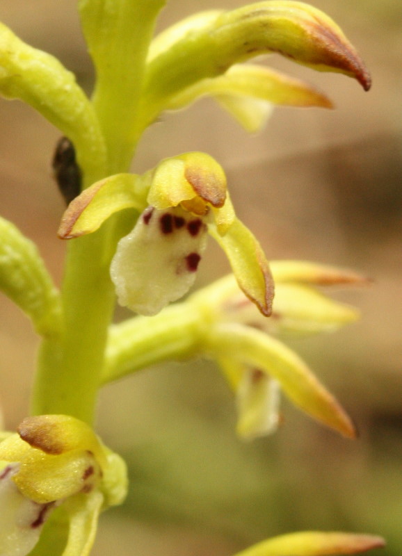 Corallorhiza trifida