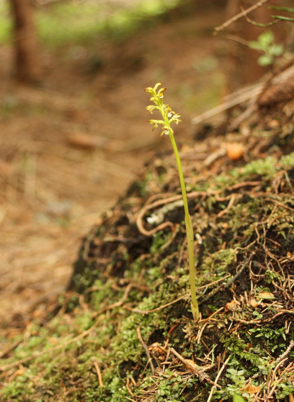 Corallorhiza trifida