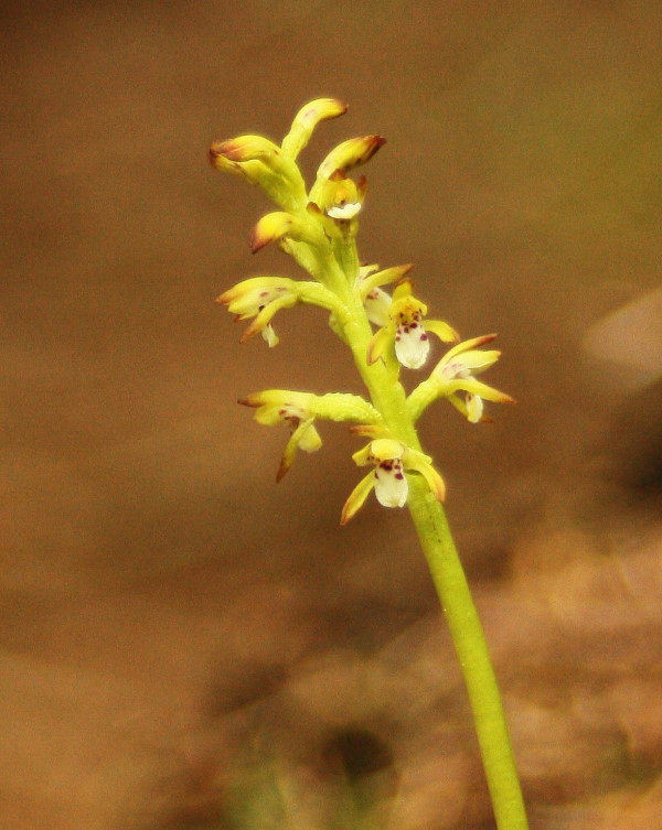 Corallorhiza trifida