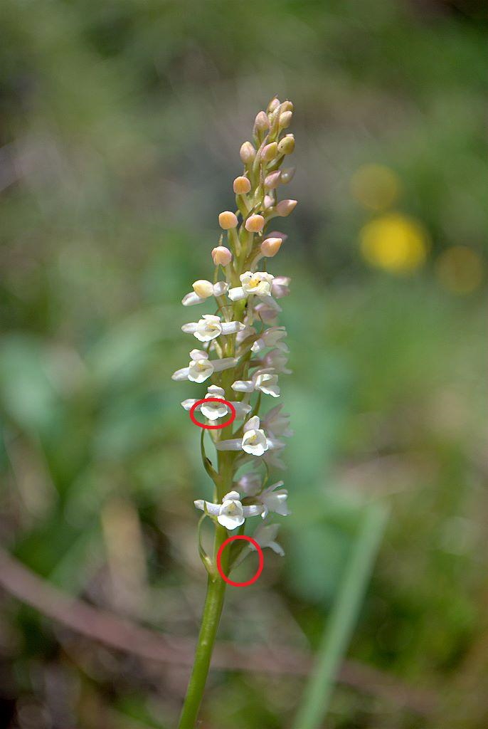 Gymnadenia odoratissima