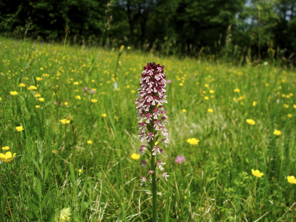 Orchis ustulata
