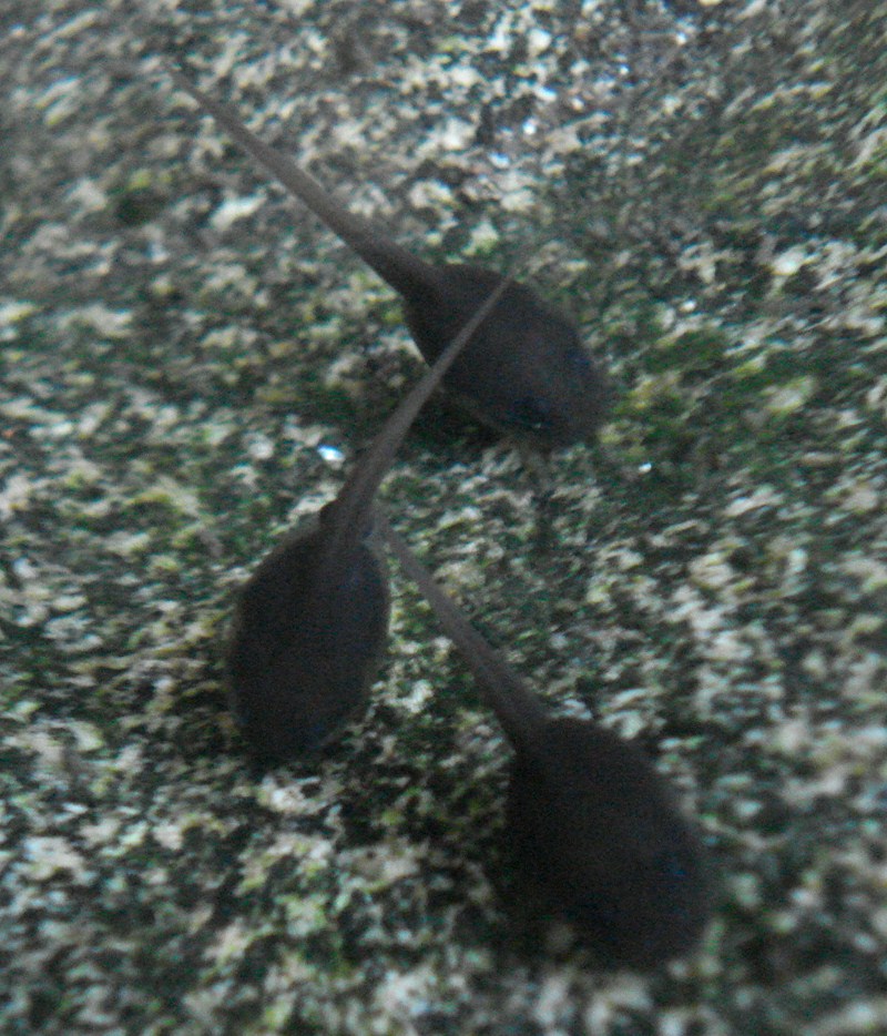 Discoglosso in corsica - Discoglossus sardus