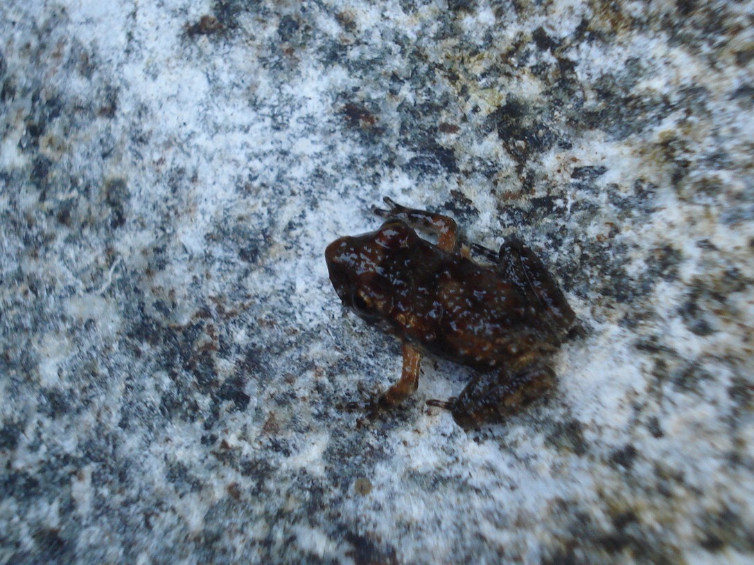 Discoglosso in corsica - Discoglossus sardus