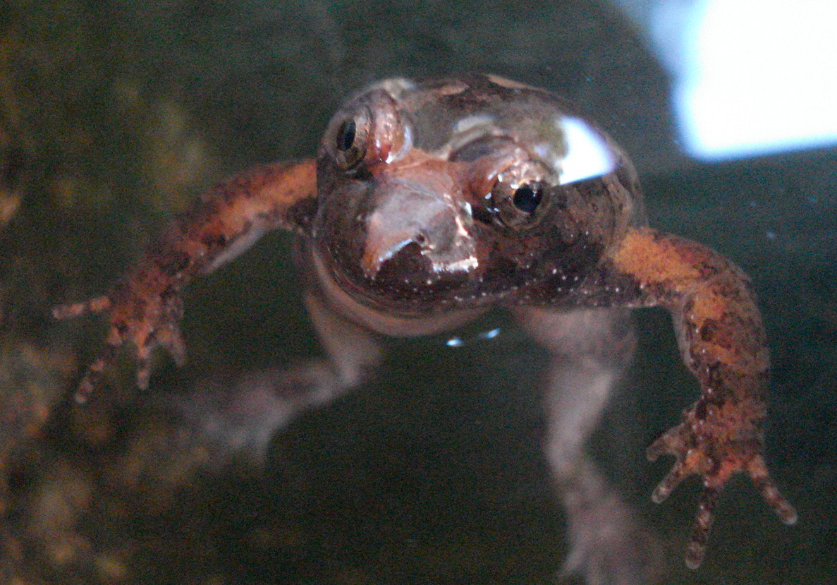Discoglosso in corsica - Discoglossus sardus