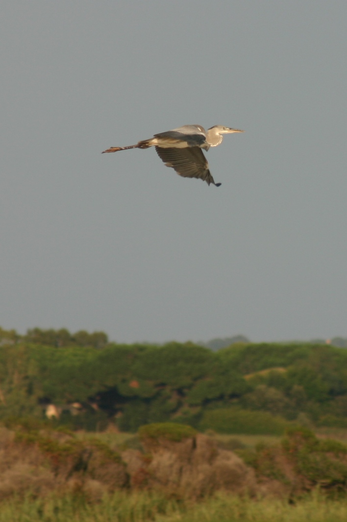 airone cenerino