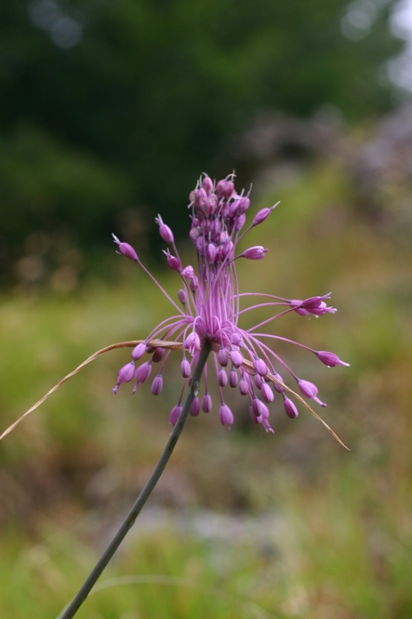 Allium carinatum subsp. pulchellum / Aglio grazioso