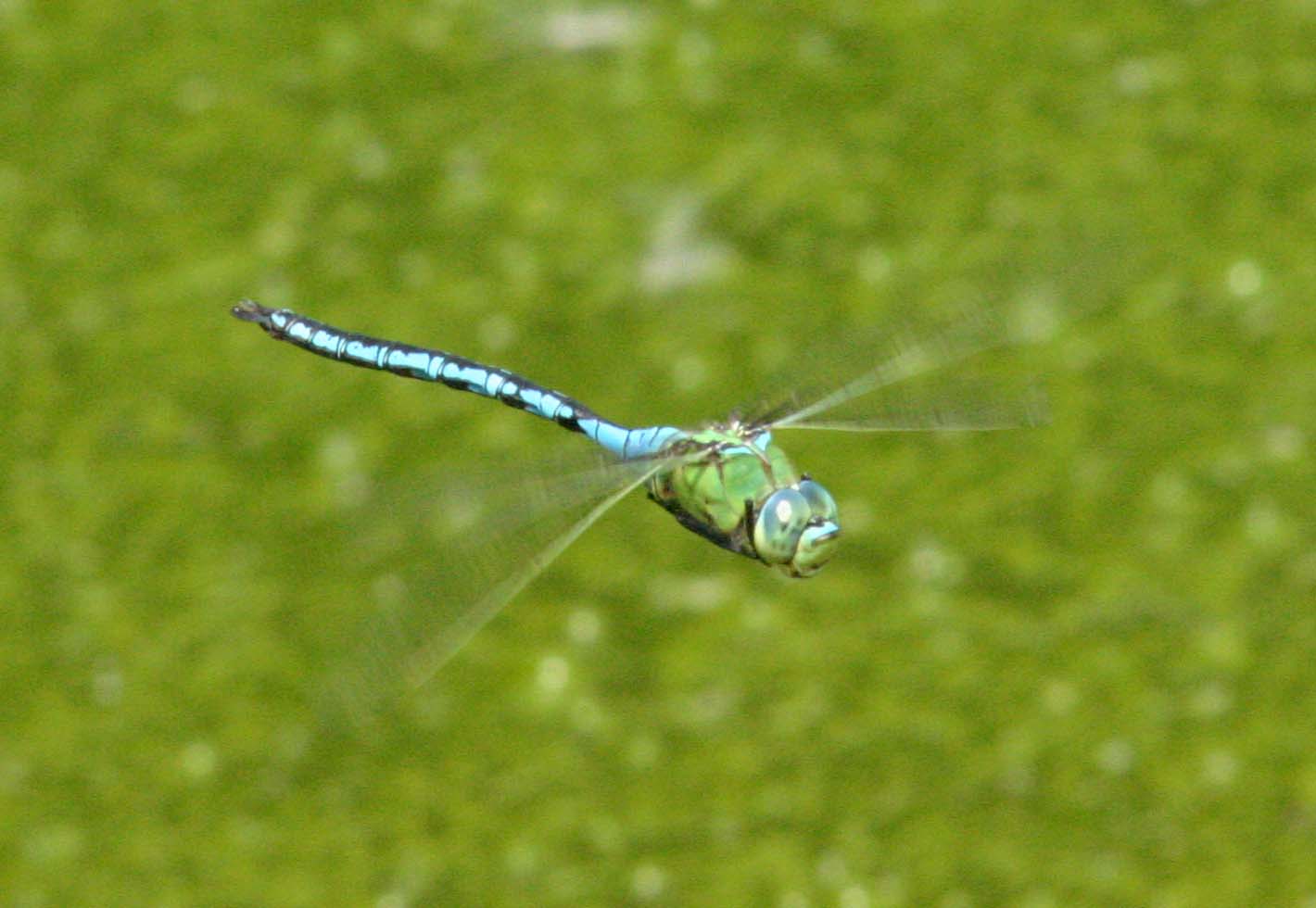 Anax imperator
