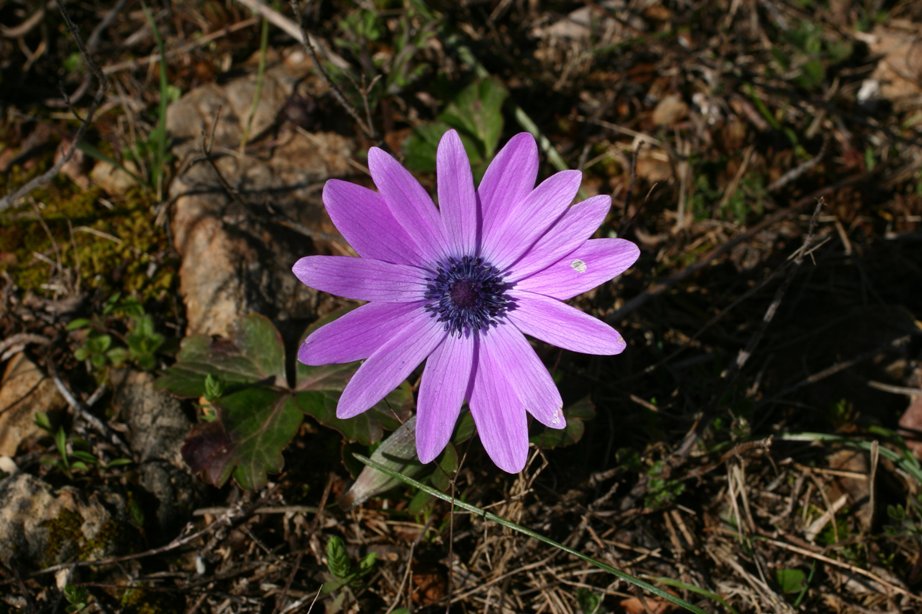 Anemone hortensis