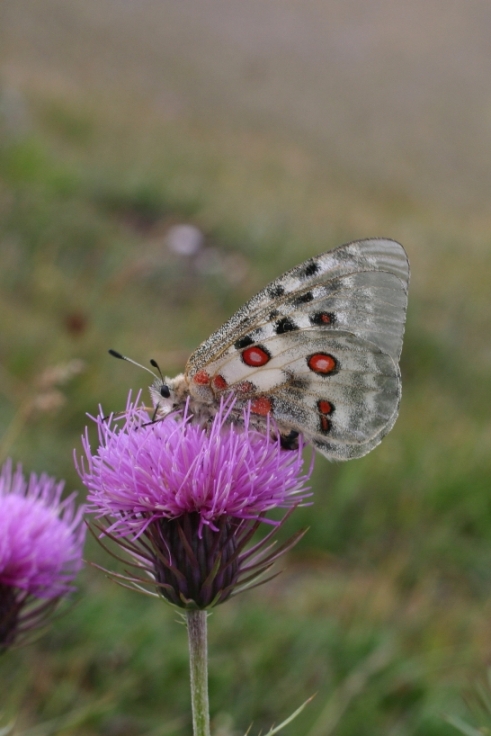 Parnassius apollo