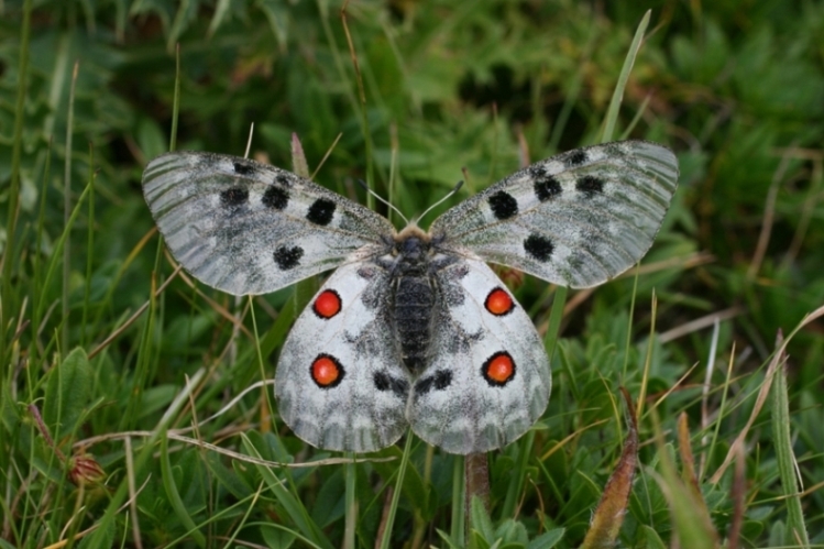 Parnassius apollo