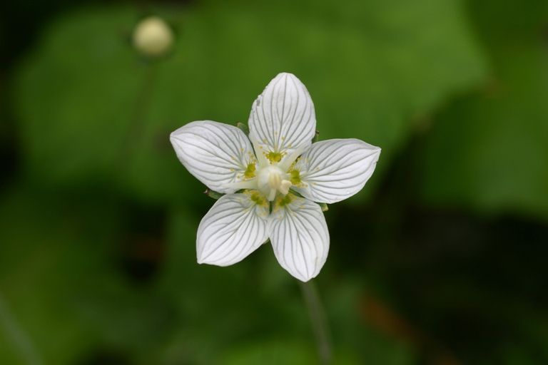 Parnassia palustris / Parnassia