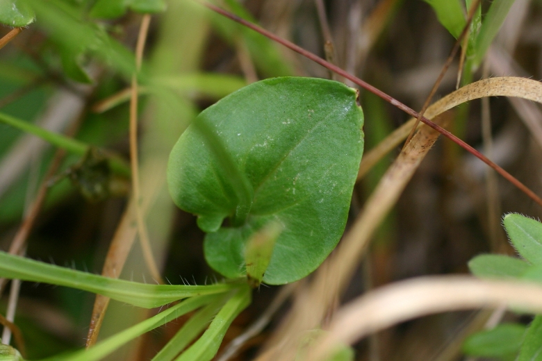 Parnassia palustris / Parnassia