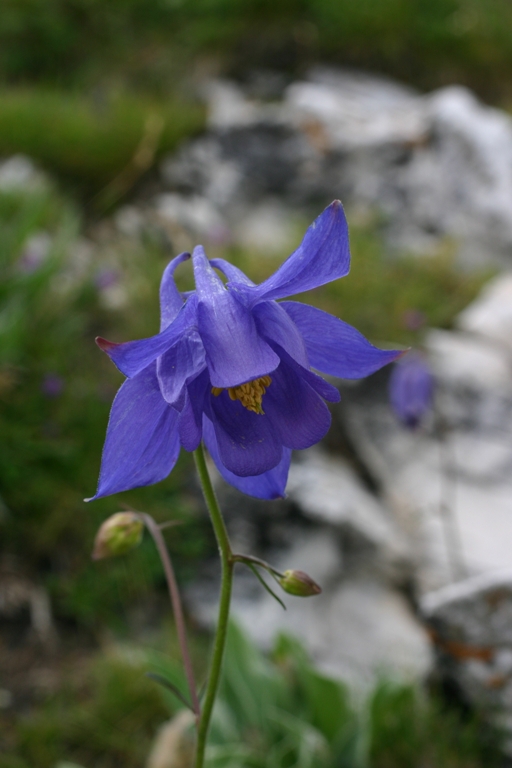 Aquilegia bertolonii / Aquilegia di Bertoloni
