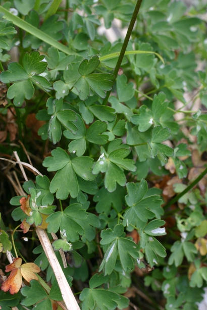 Aquilegia bertolonii / Aquilegia di Bertoloni